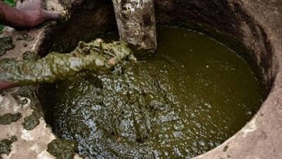 Cowdung Urine