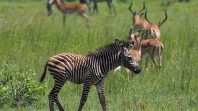 Tembea tanzania 2025