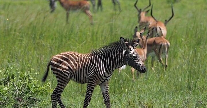 Tembea tanzania 2025