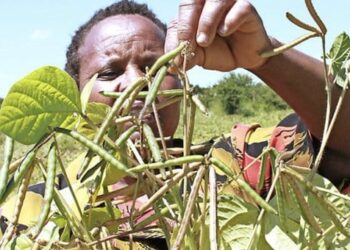 Mung Beans Alias Ndengu