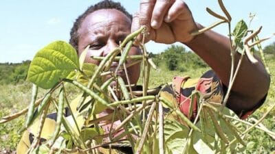 Mung Beans Alias Ndengu