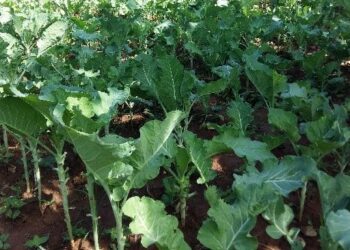 Sukuma Wiki Farm