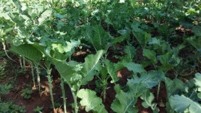 Sukuma Wiki Farm
