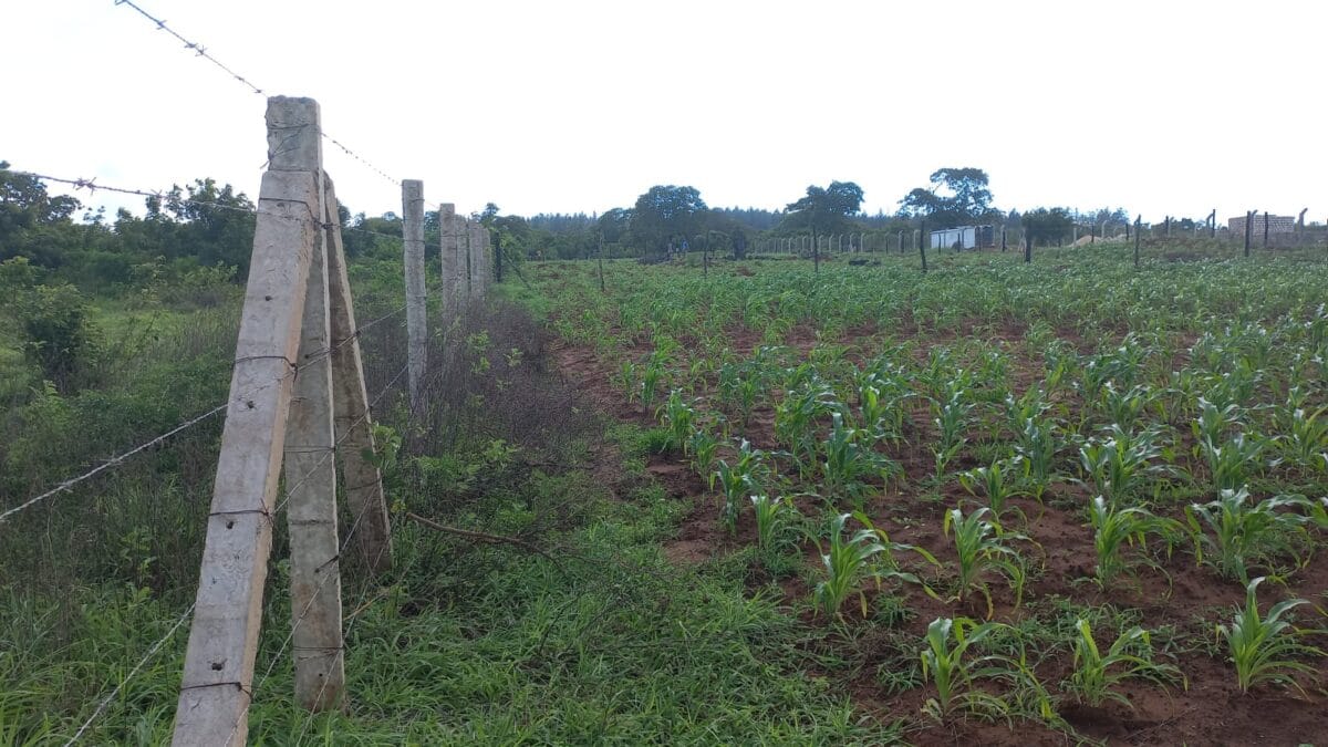 Arabuko Sokoke Family Land