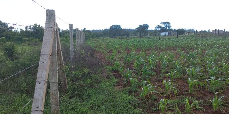 Arabuko Sokoke Family Land