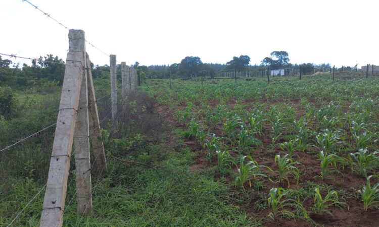 Arabuko Sokoke Family Land