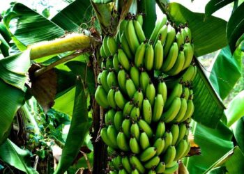 Banana Farming In Kenya