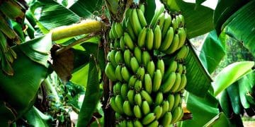 Banana Farming In Kenya
