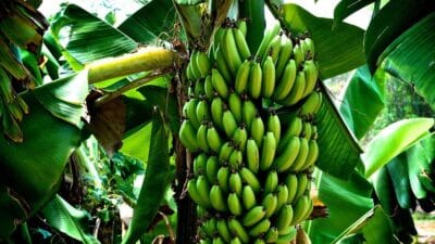 Banana Farming In Kenya