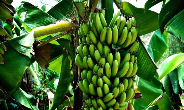Banana Farming In Kenya
