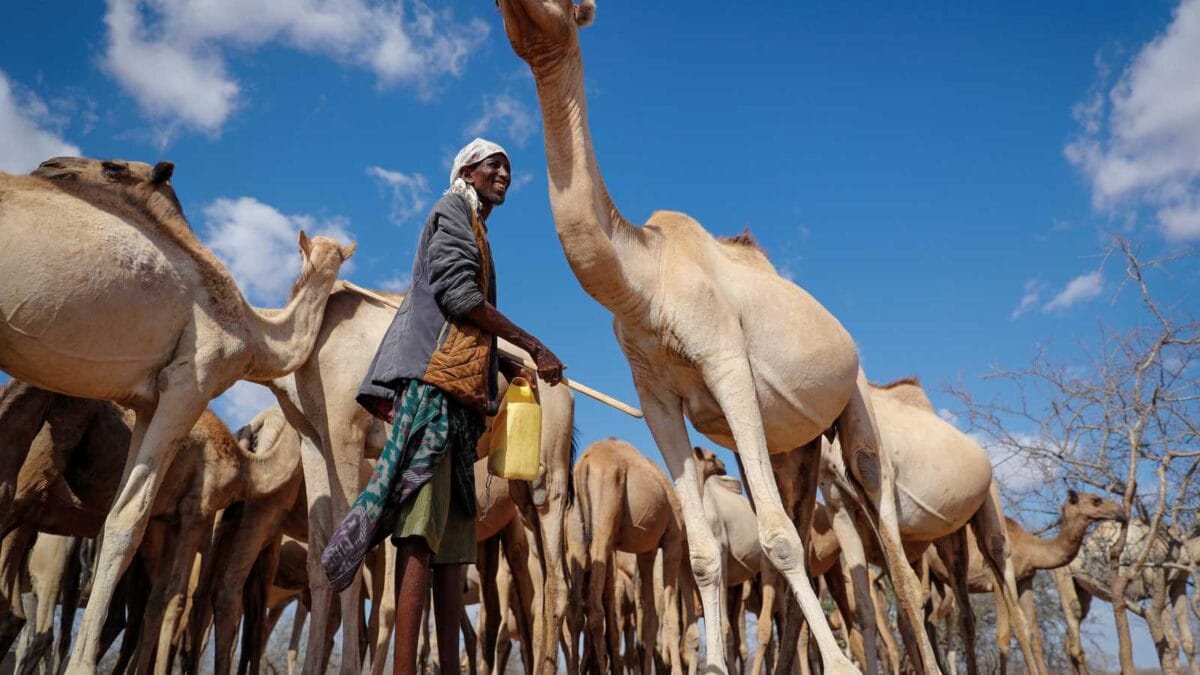Camel Herders In Kilifi County