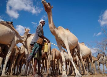 Camel Herders In Kilifi County