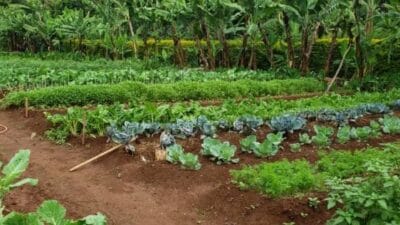 Kilimo Pwani Ya Kenya