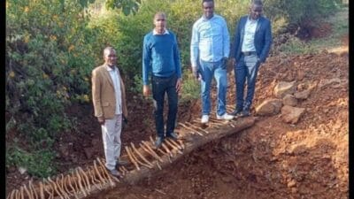 Mca Launches A Bridge