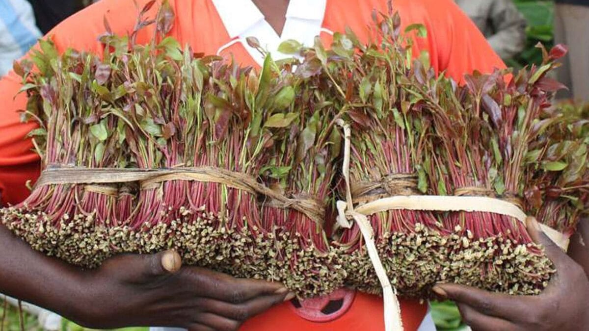 Miraa Fresh New Prices 2025