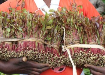 Miraa Fresh New Prices 2025