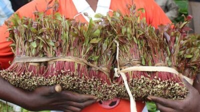 Miraa Fresh New Prices 2025