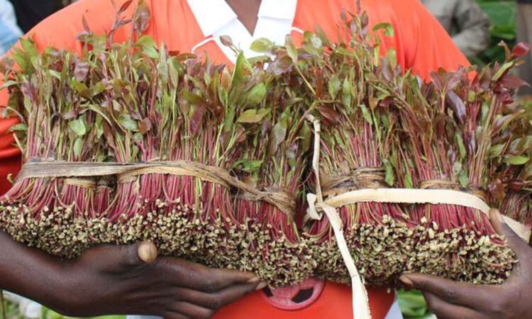 Miraa Fresh New Prices 2025