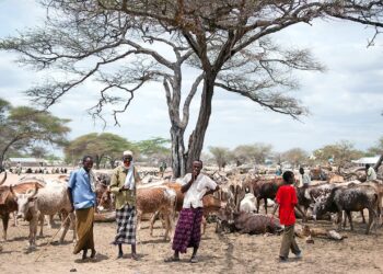 Asals kenya