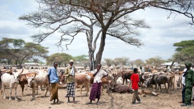 Asals kenya