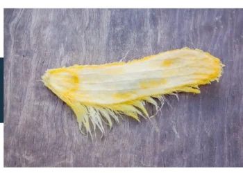 Mango seed photo