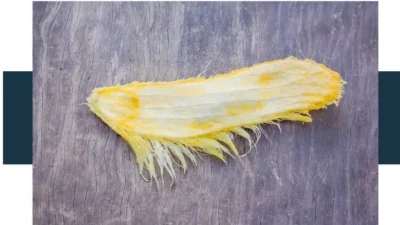 Mango seed photo