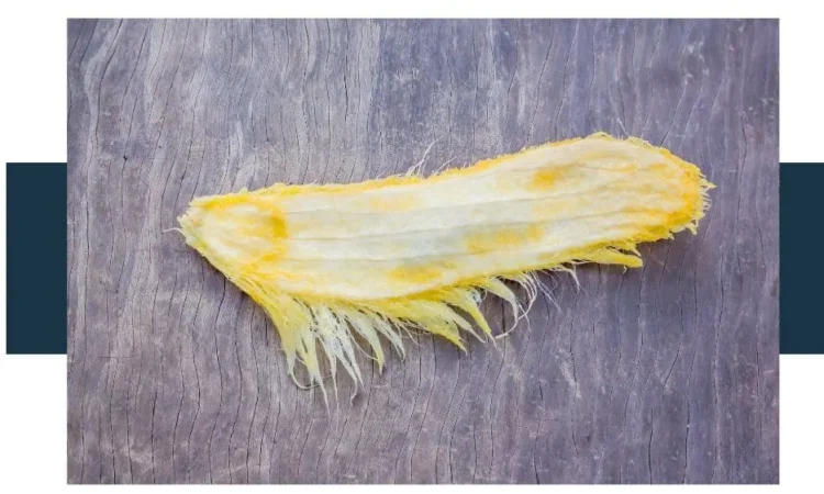 Mango seed photo