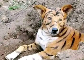 Nyamira dog