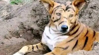 Nyamira dog