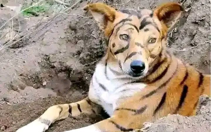 Nyamira dog