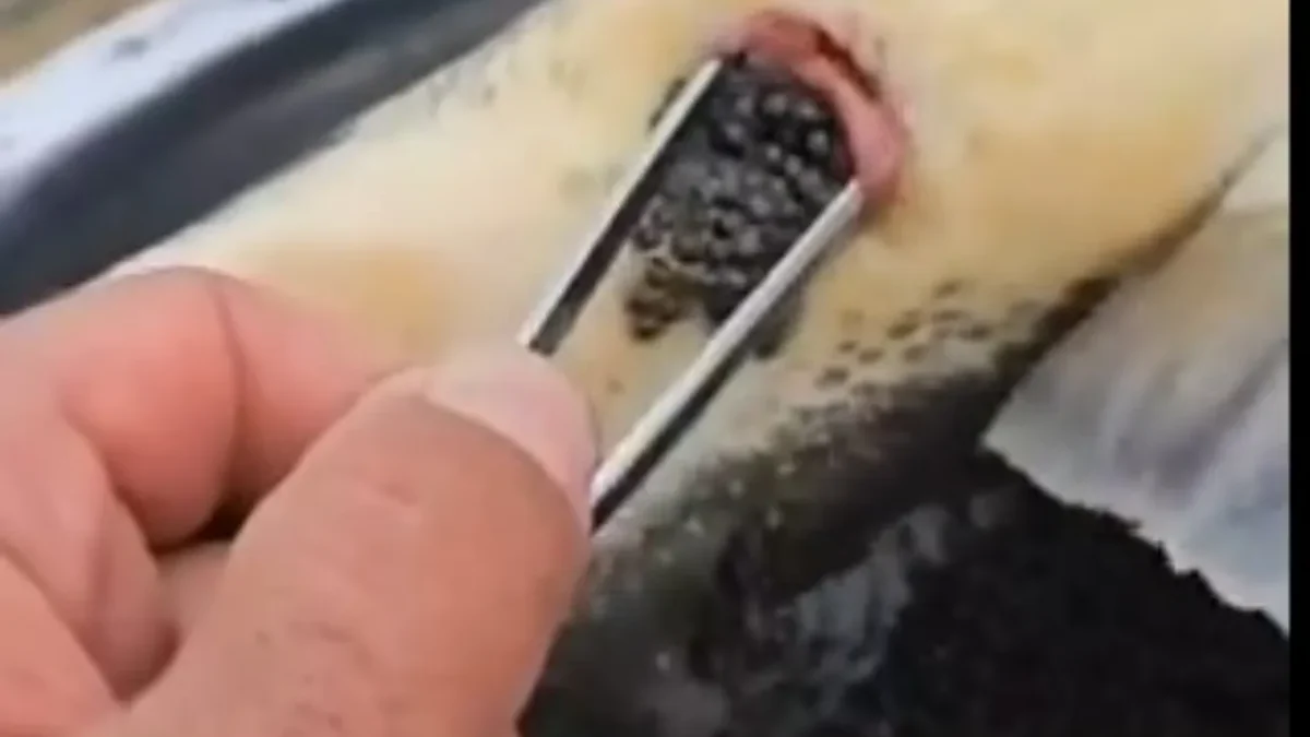 Beluga caviar price