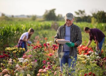 Sustainable business ideas for scotland