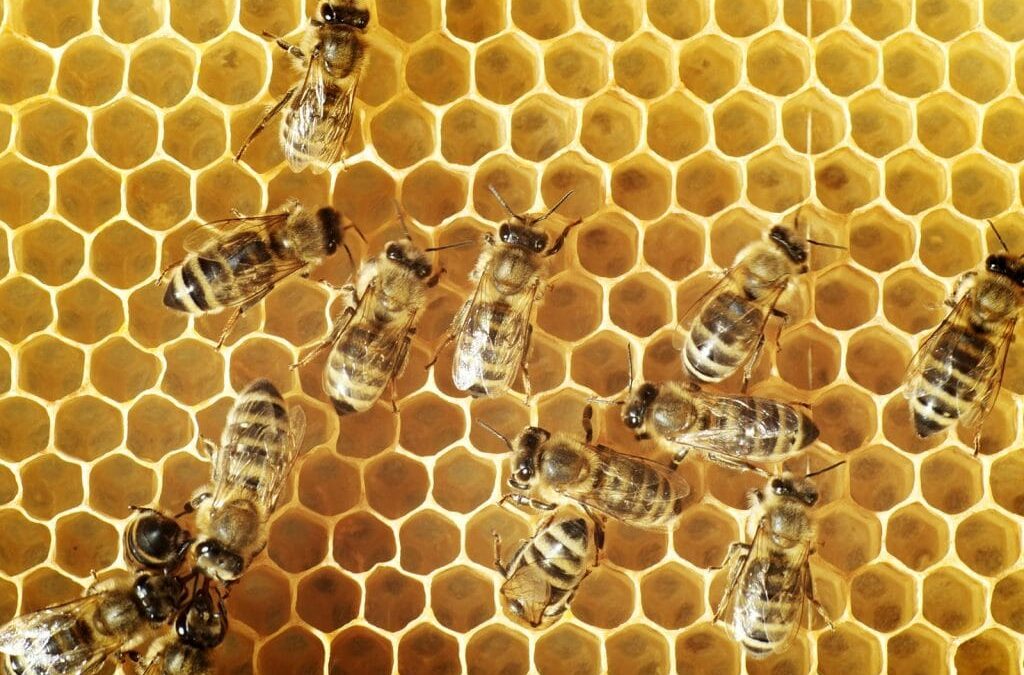 Bees in kenya