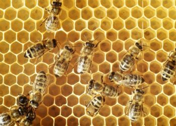 Bees in kenya