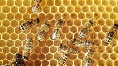 Bees in kenya