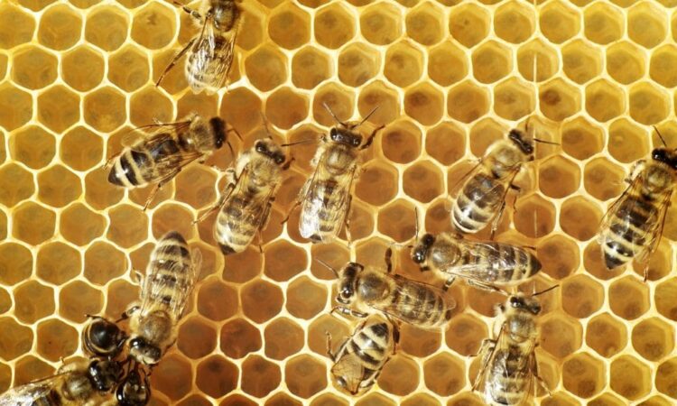 Bees in kenya