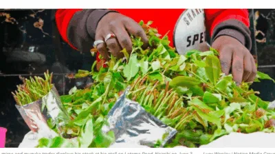 Muguka in embu and meru photo