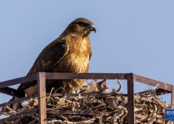 Artificial stands for raptors