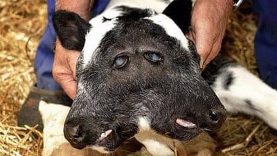 Calf photo