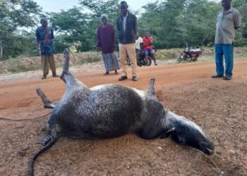Lion killing goats in malanga