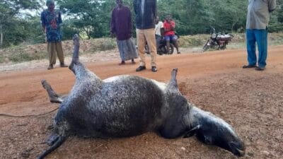 Lion killing goats in malanga