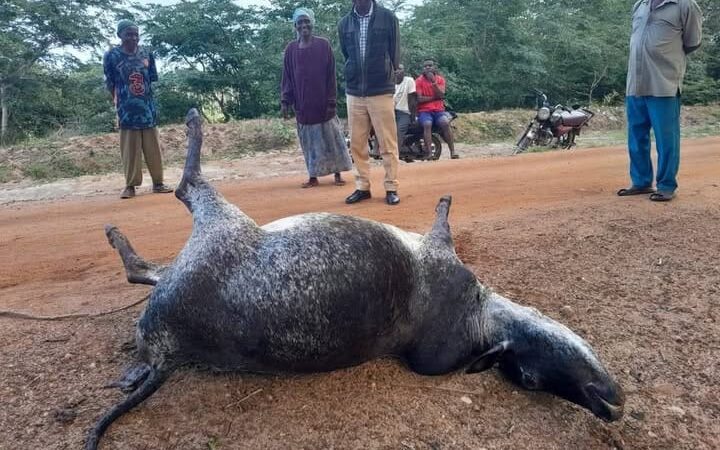 Lion killing goats in malanga