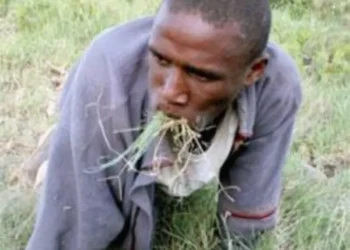 Man eating grass out of dr bokko