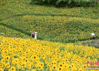 Sun flower scenic area in liupanshui, southwest china's guizhou province1