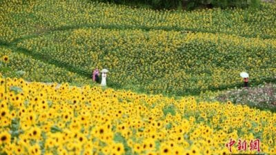 Sun flower scenic area in liupanshui, southwest china's guizhou province1
