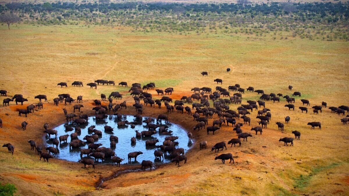 Tsavo west national park photo