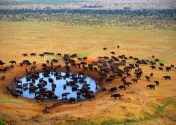 Tsavo west national park photo