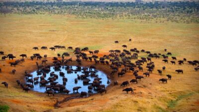 Tsavo west national park photo