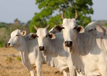 Cows in kenya photo