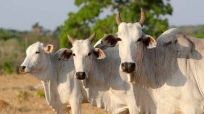 Cows in kenya photo
